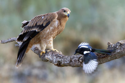 Close-up of eagle