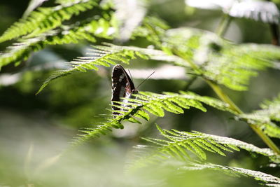 Close-up of insect on plant