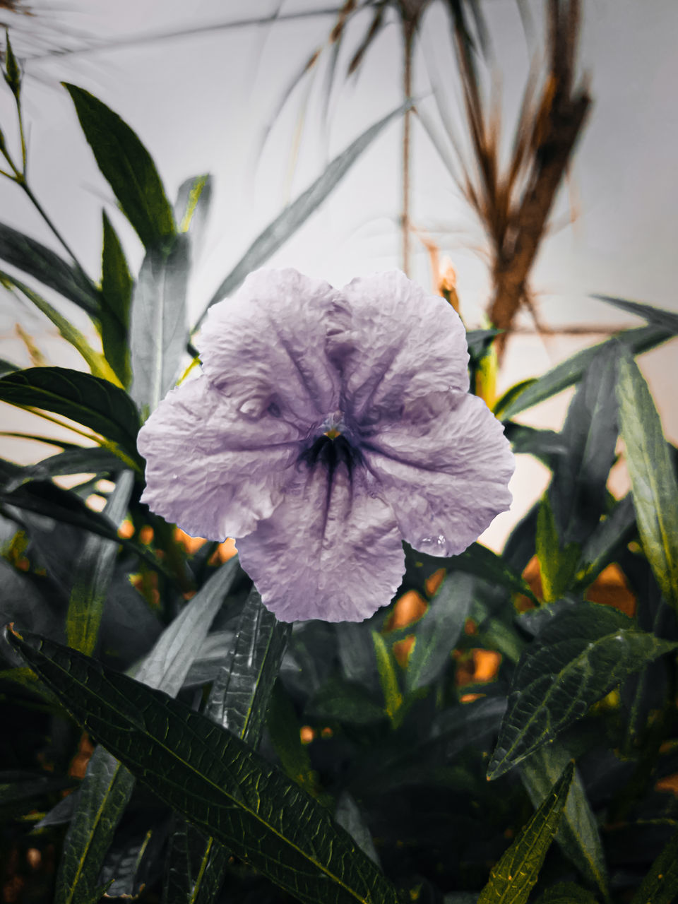 CLOSE-UP OF PURPLE FLOWER