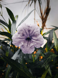 Close-up of purple flowering plant