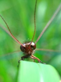 Close-up of spider