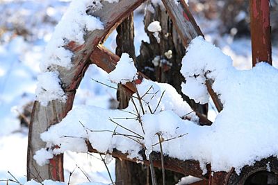 Close-up of birdhouse in winter