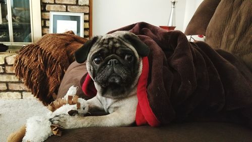 Close-up portrait of dog relaxing on sofa at home