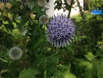 Close-up of thistle blooming outdoors