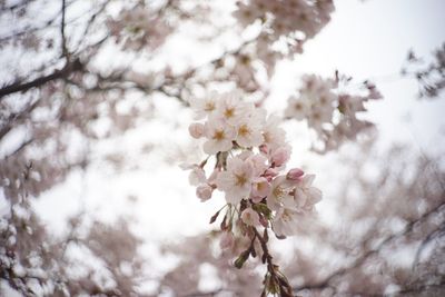 Low angle view of cherry blossoms in spring