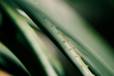 Close-up of bamboo plant