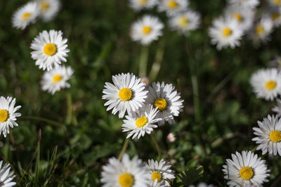 Close-up of white daisy flowers