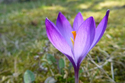 Close-up of purple crocus flower