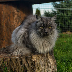 Close-up of cat sitting on wood, turkish angora cat