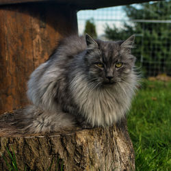 Close-up of cat sitting on wood