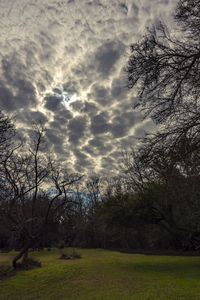 Bare trees on field against sky