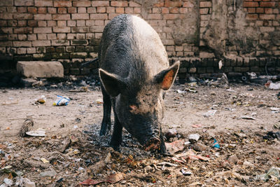 High angle view of pig standing on field