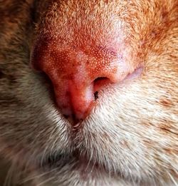 Close-up of cat with eyes closed