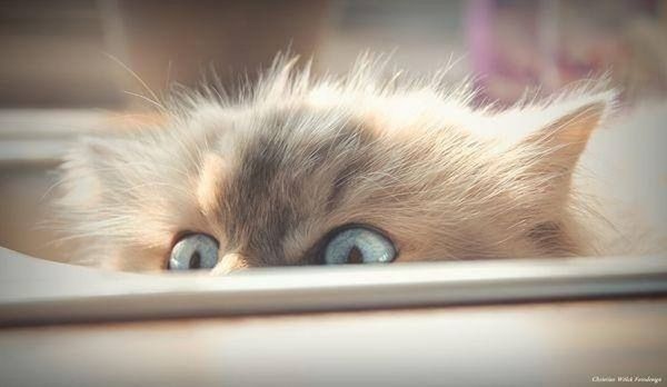 indoors, domestic cat, cat, pets, domestic animals, feline, animal themes, one animal, close-up, whisker, mammal, home interior, selective focus, focus on foreground, relaxation, table, looking at camera, portrait, home, no people