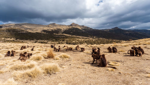 Scenic view of landscape against sky