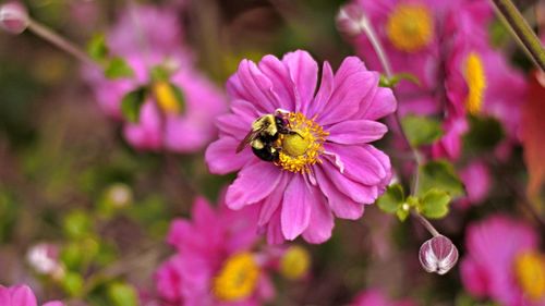 Close-up of honey bee pollinating on pink flower