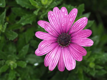 Close-up of pink flower