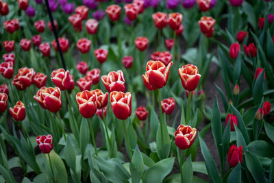 Close-up of red tulips in field