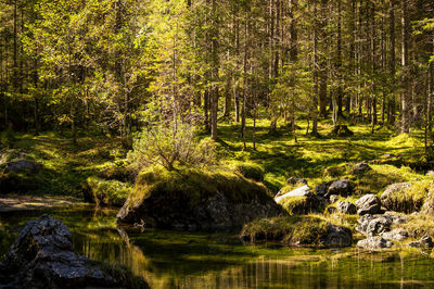 Trees growing by stream in forest