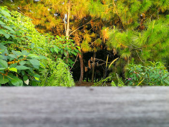 Plants growing in forest