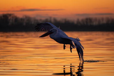 Bird flying over lake during sunset