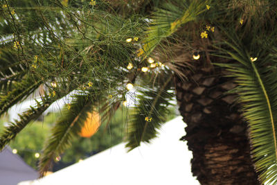 Low angle view of palm tree leaves