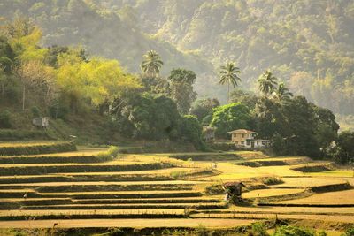 Scenic view of trees