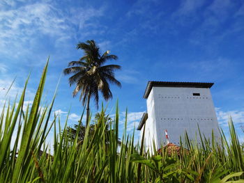 Low angle view of coconut palm trees on field against sky