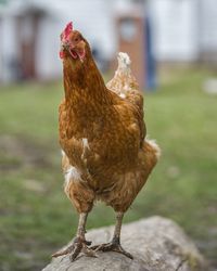 Close-up of chicken 