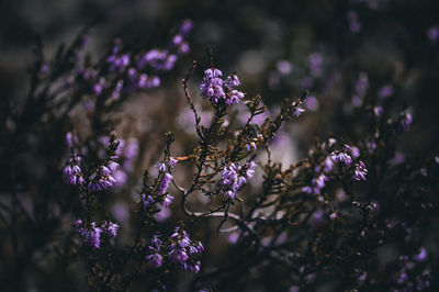 Close-up of purple flowering plant