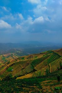 Scenic view of agricultural field against sky