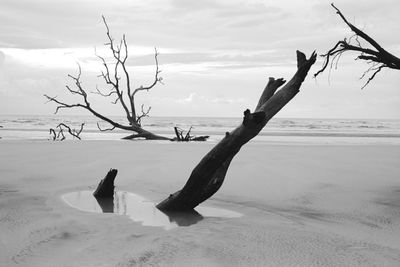 Bare tree on sand at beach against sky