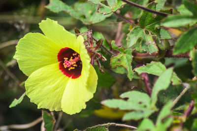 Close-up of bee pollinating on flower