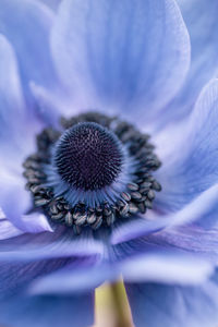 Close-up of purple flower