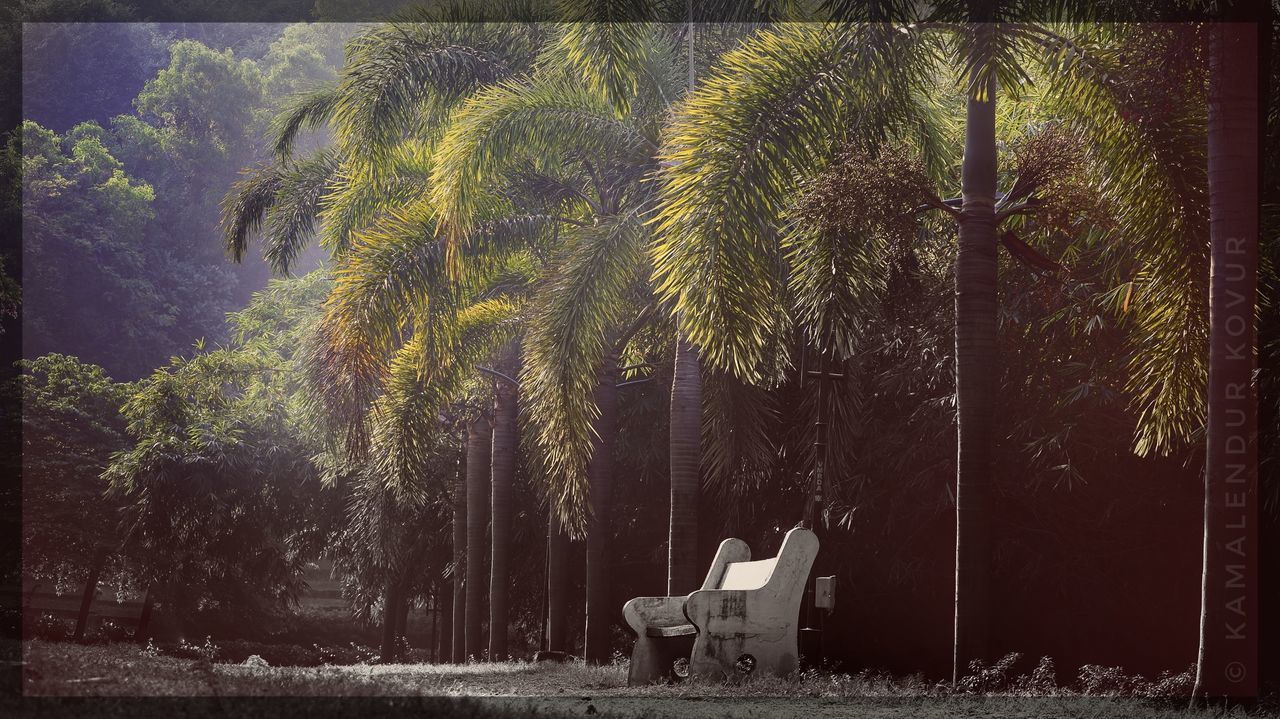 tree, plant, art, nature, morning, seat, furniture, forest, sunlight, no people, painting, animal, day, chair, outdoors, animal themes, leaf, growth, animal wildlife, green