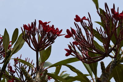 Low angle view of cactus plant against sky