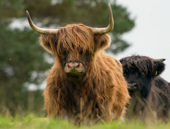 Portrait of lion on the field