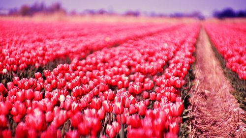Close-up of red flowers growing in field