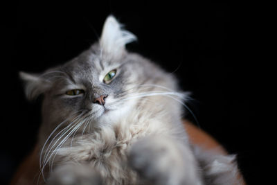 Close-up portrait of a cat