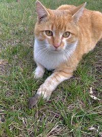 Portrait of cat on field