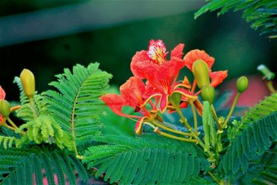 Close-up of red flowering plant