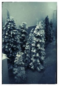 Close-up of snow covered plants against sky