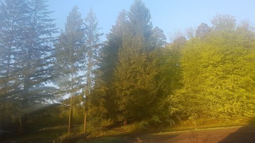 Trees growing in forest against sky