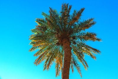 Low angle view of coconut palm tree against blue sky