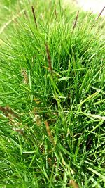 Full frame shot of grass on field