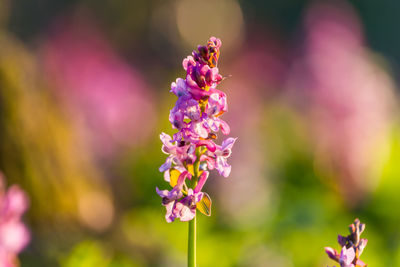 Close-up of purple flowering plant