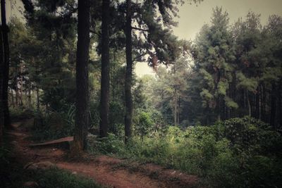 Trees in forest