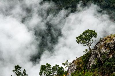 Low angle view of trees against cloudy sky