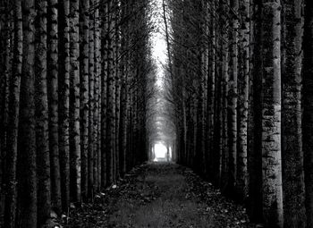 Empty road amidst trees in forest