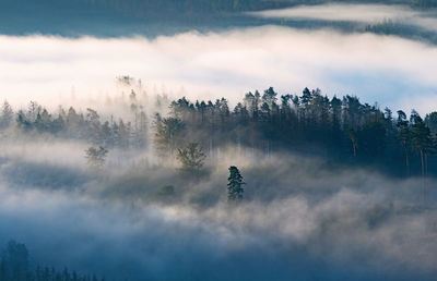 Misty dark forest landscape in the morning sunrise. heavy fog and forest tree view on top. foggy day